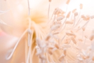 Free Close-up of Delicate Peach and Cream Flower stock image to download Close-up of Delicate Peach and Cream Flower FREE Stock Photo, flower, close-up, delicate picture
