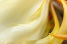 Free Close-up of pale yellow flower petals stock image to download Close-up of pale yellow flower petals FREE Stock Photo, pale yellow, flower petals, macro photography picture