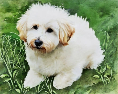 Adorable Fluffy Dog FREE Stock Photo, dog,  fluffy,  pet picture