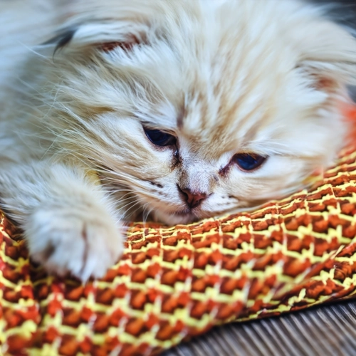 Adorable Sleepy Cat FREE Stock Photo, cat,  pet,  fluff picture