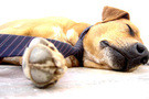 Relaxed dog in necktie FREE Stock Photo, dog,  relaxed,  necktie picture