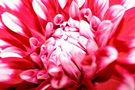 Nahaufnahme von geschichteten rosa Blütenblättern und Texturen KOSTENLOSES Stock-Photo-Bild, pink flower,  nahaufnahme,  makro
