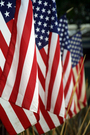 Patriotic display of American flags FREE Stock Photo, american flag,  flags,  patriotic picture