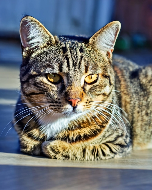 Beautiful Striped Cat FREE Stock Photo, cat,  feline,  pet picture