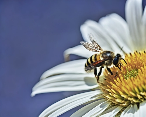 Biene auf Gänseblümchen KOSTENLOSES Stock-Photo-Bild, Biene,  Gänseblümchen,  Blume