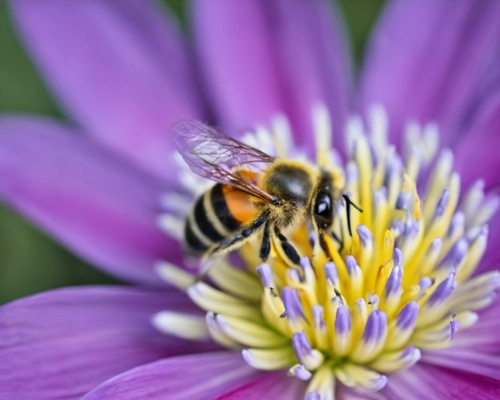 Free Bee on Flower stock image to download Bee on Flower FREE Stock Photo, bee, flower, nature picture