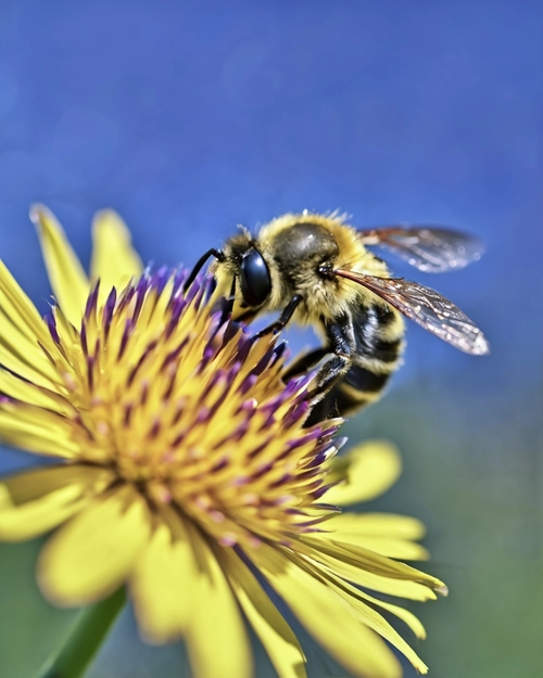 Free Bee on Flower stock image to download Bee on Flower FREE Stock Photo, bee, flower, nature picture