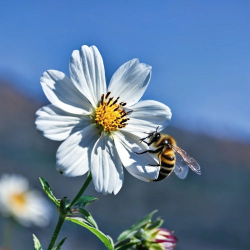 Free Bee on White Flower stock image to download Bee on White Flower FREE Stock Photo, bee, flower, nature picture