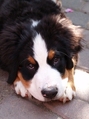 Junger Bernese Mountain Dog Ruht KOSTENLOSES Stock-Photo-Bild, berner,  welpe,  bernhardiner