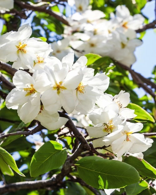 Blühende weiße Blumen KOSTENLOSES Stock-Photo-Bild, Blumen,  Natur,  weiße Blüten