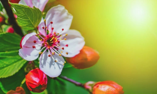 Blühende Kirschblüten KOSTENLOSES Stock-Photo-Bild, Kirsche,  Blüten,  Blumen
