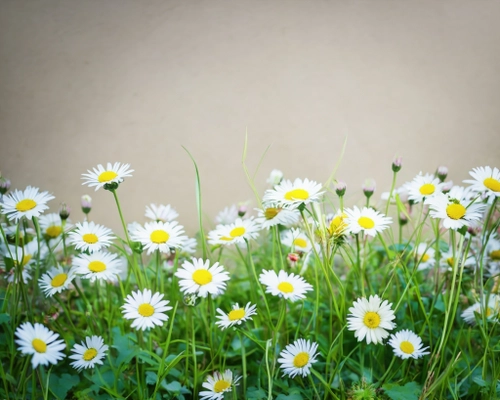 Helle Gänseblümchenblumen KOSTENLOSES Stock-Photo-Bild, Blumen,  Gänseblümchen,  Natur