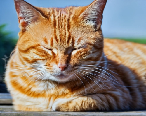 Calm Ginger Cat FREE Stock Photo, cat,  ginger,  relaxation picture
