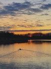 Duck swimming at sunset FREE Stock Photo, duck,  sunset,  river picture