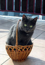 Grey cat in a wicker basket FREE Stock Photo, cat, basket, gray picture