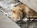 Ginger cat sleeping on cardboard FREE Stock Photo, cat, ginger cat, sleeping picture