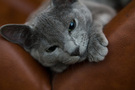 Gray cat resting on leather FREE Stock Photo, gray cat,  relaxation,  pets picture