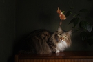Free Cat resting next to hibiscus flower stock image to download Cat resting next to hibiscus flower FREE Stock Photo, cat, longhaired, pet picture