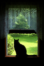 Black Cat on Windowsill FREE Stock Photo, black cat,  window,  lace curtain picture