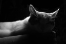Cat resting in soft light FREE Stock Photo, cat, black, white picture