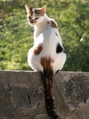 Calico cat on a stone wall FREE Stock Photo, cat, cats, calico picture