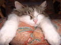 Sleeping cat on patterned cushion FREE Stock Photo, cat,  sleeping,  pet picture