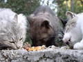 Cats feeding in a natural setting FREE Stock Photo, cats, feeding, nature picture