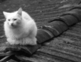 White cat sitting on a rooftop FREE Stock Photo, cat,  white cat,  feline picture
