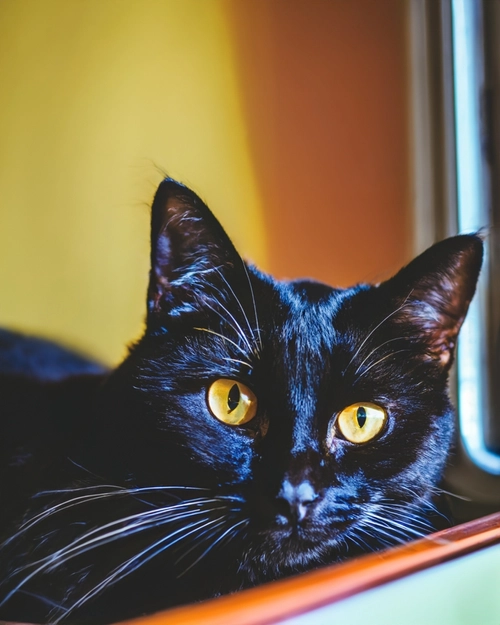 Charming Black Cat FREE Stock Photo, cat,  black cat,  pets picture