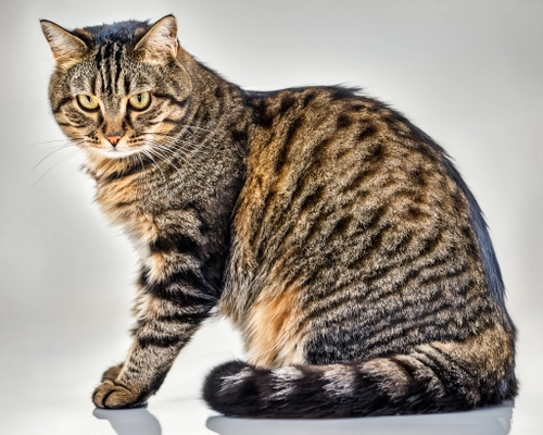 Charming Tabby Cat FREE Stock Photo, cat,  tabby,  pet picture