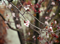 Free Cherry Blossom in Spring stock image to download Cherry Blossom in Spring FREE Stock Photo, cherry, blossom, flower picture