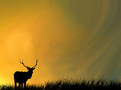 Silhouetted deer at sunset FREE Stock Photo, deer, sunset, silhouette picture
