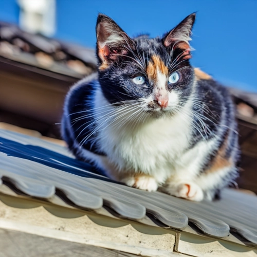 Curious Calico Cat FREE Stock Photo, cat,  calico,  pet picture