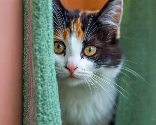 Curious Cat Peeking FREE Stock Photo, cat,  calico,  curious picture
