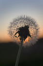Dandelion Silhouette at Sunset FREE Stock Photo, dandelion, sunset, nature picture