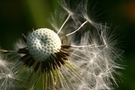 Free Macro view of a spherical dandelion seed head with fine filaments stock image to download Macro view of a spherical dandelion seed head with fine filaments FREE Stock Photo, dandelion, seed, macro picture