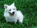 White dog sitting in grass FREE Stock Photo, dog,  white dog,  grass picture