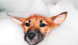 Dog in bubbles during bath FREE Stock Photo, dog, bubbles, bath picture