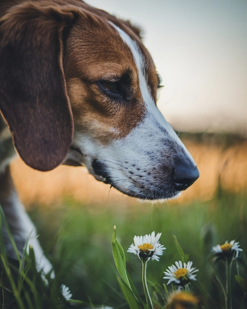 Free Dog Sniffing Flowers stock image to download Dog Sniffing Flowers FREE Stock Photo, dog, beagle, flowers picture