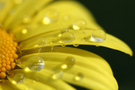 Free Close-up of yellow daisy petal with water droplets stock image to download Close-up of yellow daisy petal with water droplets FREE Stock Photo, yellow daisy, flower petal, water droplets picture