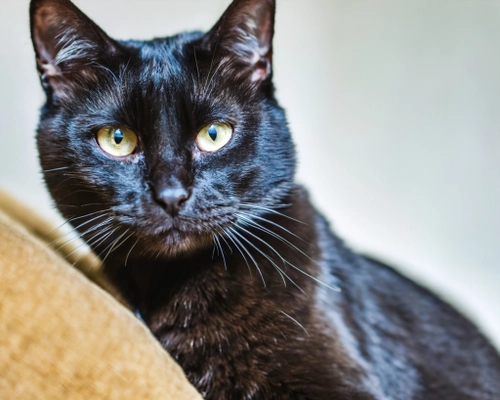 Elegant Black Cat FREE Stock Photo, cat,  black cat,  pet picture