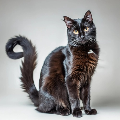Elegant Black Cat FREE Stock Photo, black cat,  pet portrait,  feline beauty picture