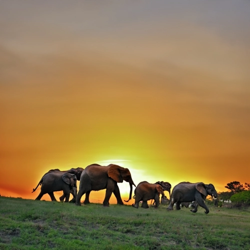 Elephants at Sunset FREE Stock Photo, elephants,  sunset,  wildlife picture