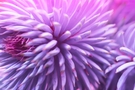 Free Close-Up of Spiky Purple Flower stock image to download Close-Up of Spiky Purple Flower FREE Stock Photo, purple flower, close-up, spiky petals picture