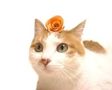Cat wearing an orange rose FREE Stock Photo, cat,  orange,  rose picture