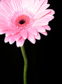 Free Pink Gerbera Daisy on Black Background stock image to download Pink Gerbera Daisy on Black Background FREE Stock Photo, flower, gerbera, daisy picture