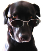 Black dog wearing sunglasses FREE Stock Photo, dog, dogs, sunglasses picture