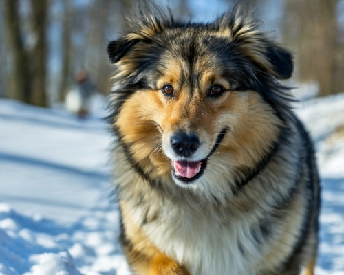 Joyful Winter Dog FREE Stock Photo, dog,  snow,  winter picture