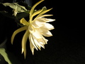 Pale Yellow Flower Against Dark Background KOSTENLOSES Stock-Photo-Bild, blume, pale yellow, petalen