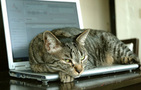 Tabby cat resting on a laptop FREE Stock Photo, cat, tabby cat, laptop picture